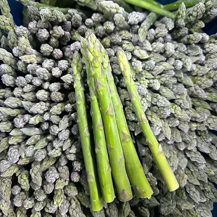 Asparagu Aħdar Iffriżat Magħżul għal Servizz ta 'Ikel Konsistenti u Provvista ta' Ingredjenti
