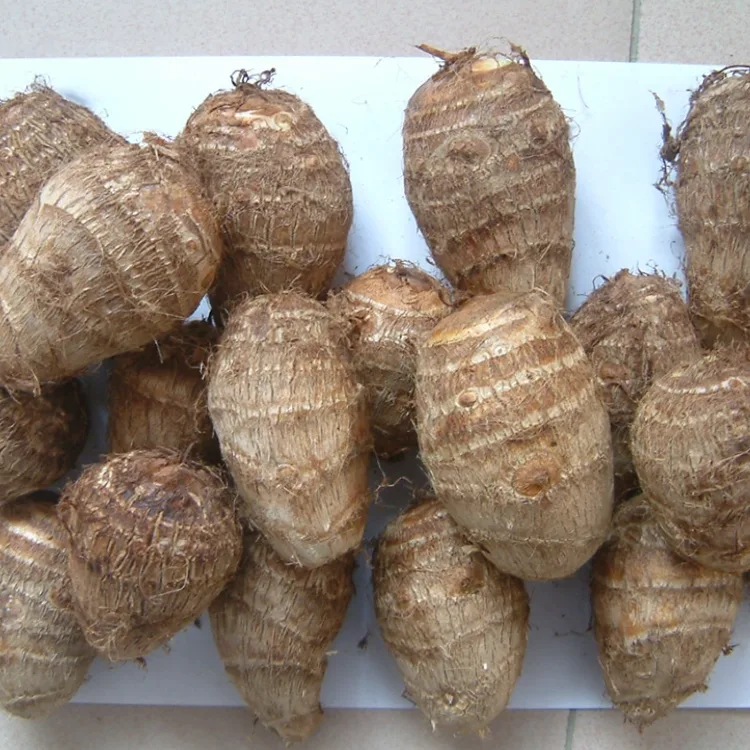 Qasam Taro Frisk