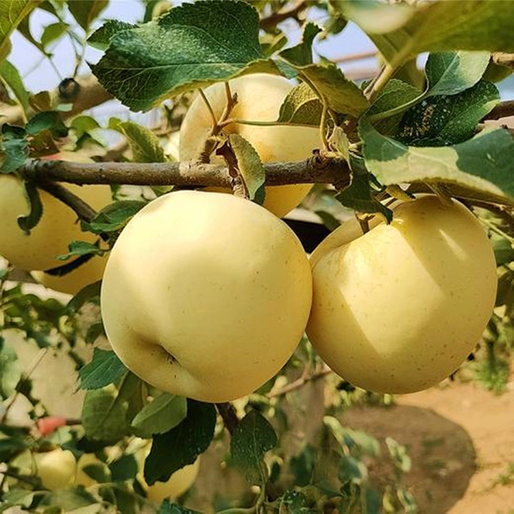 Tuffieħ Frisk Golden Delicious