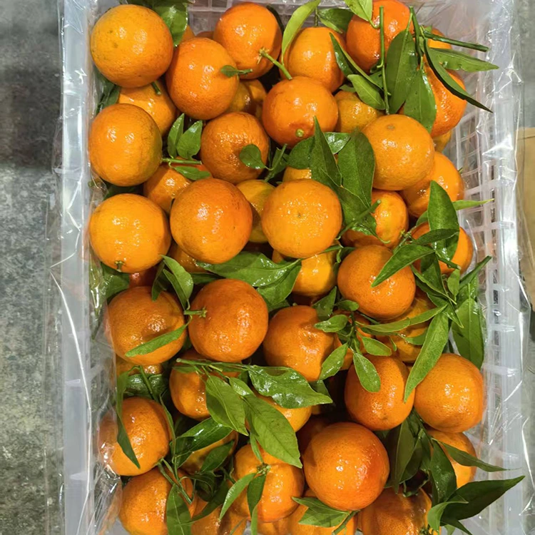 Mandarin Mashui frisk