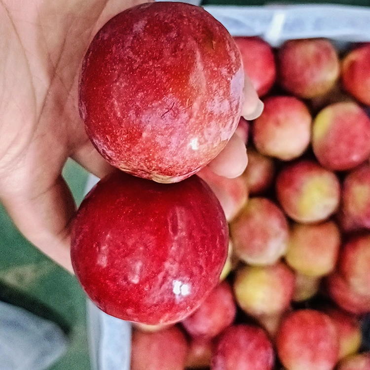 Għanbaqar Meiyi Aħmar Ħelu Frisk