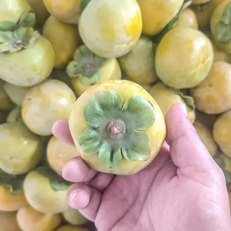 Persimmon Frisk Crisp Premium