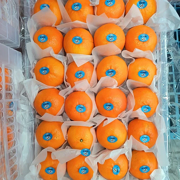 Mandolin Wogan Ħelu Frisk Premium