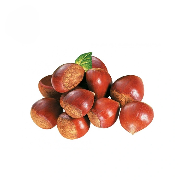 Qastan ta' Kwalità Premium
