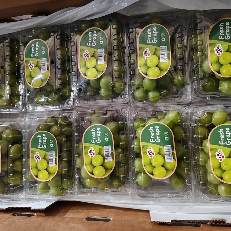 Għeneb Magħżul Fresh Shine Muscat