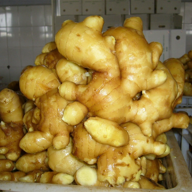 Ġinġer Aromatiku Frisk Pikkanti